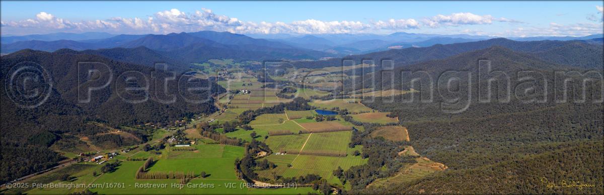 Peter Bellingham Photography Rostrevor Hop Gardens - VIC (PBH3 00 34114)